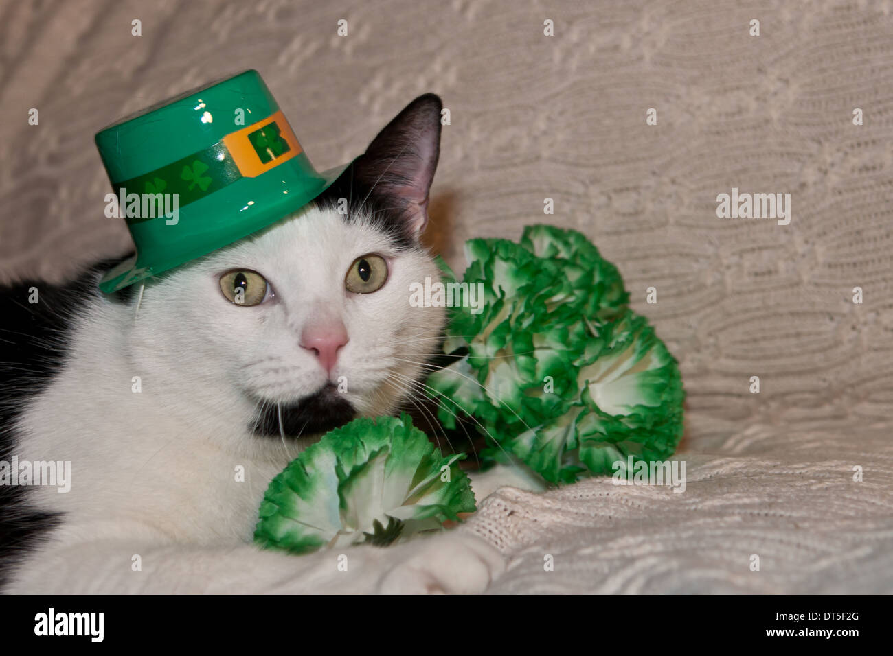 St. Patricks Tag Kat Stockfoto