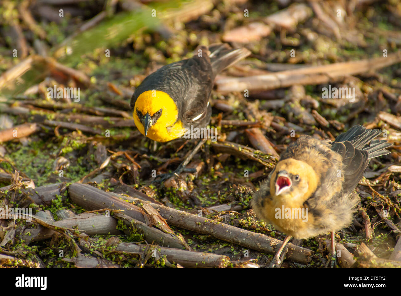 Gelb-vorangegangene Amsel Küken, Xanthocephalus Xanthocephalus, bettelten um Futter aus seiner Eltern, Big Lake, Alberta Stockfoto