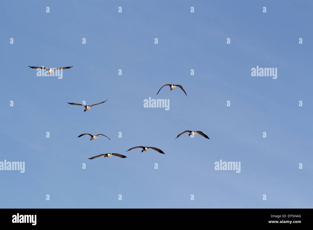Herde von Kanadagänse Flügel heraus gestreckt gleiten auf aktuelle wind Stockfoto