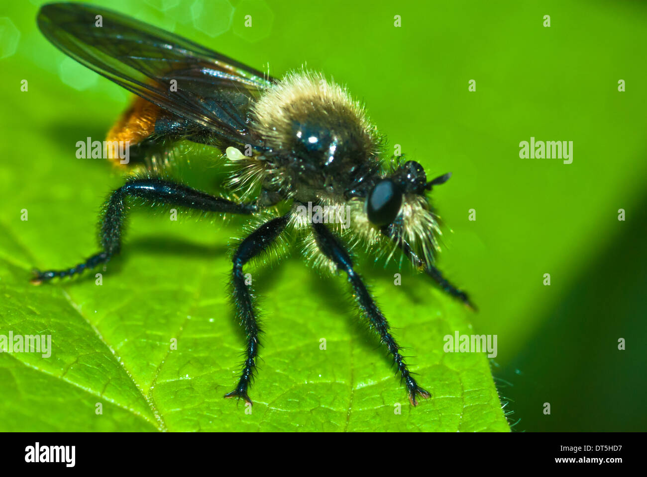 Eine Biene-wie Räuber Fliege, Laphria Coquillettii, gelegen am Rande von einem Blatt, Riverlot 56 Naturraum, St. Albert, Alberta Stockfoto