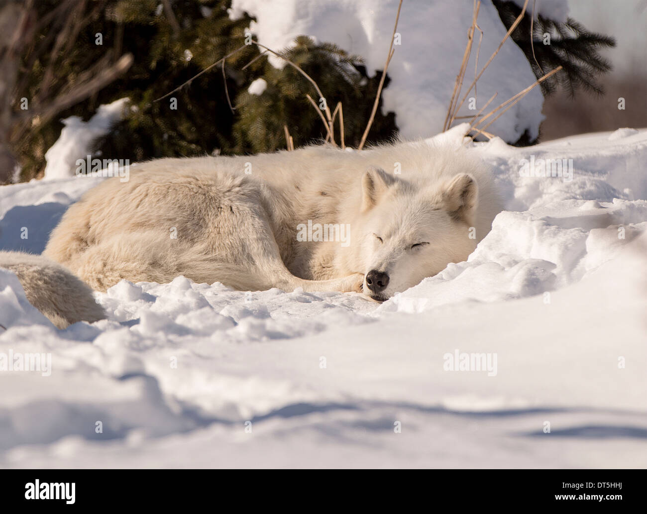 Weißer Wolf an einem sonnigen Tag im Schnee schlafen Stockfoto