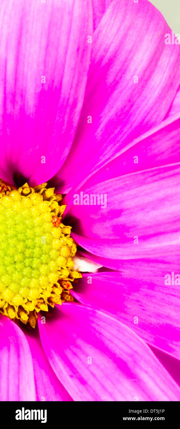 Staubblätter Gefäß Fruchtblätter und Blütenblätter ergeben sich in diesem Porträt Blume Stockfoto