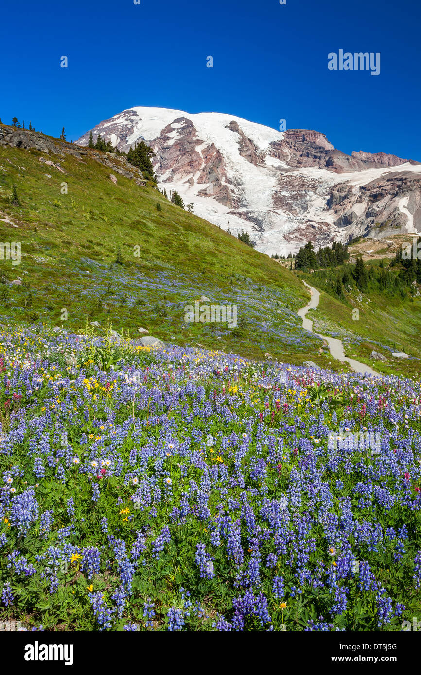 Mount Rainier Nationalpark, Washington Stockfoto