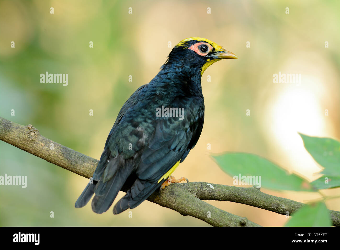 schöne weibliche Golden-crested Myna (Ampeliceps Coronatus) in Thai Wald Stockfoto