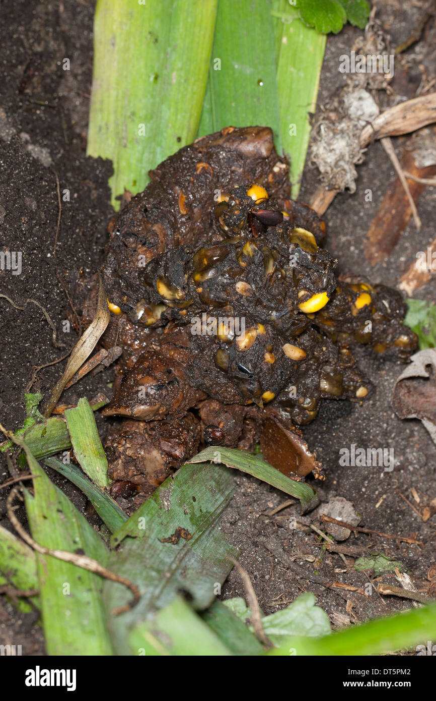 Dachs, Europäischer Dachs, Solucao in Latrine Mit Überresten von Mais, Meles Meles Blaireau Stockfoto