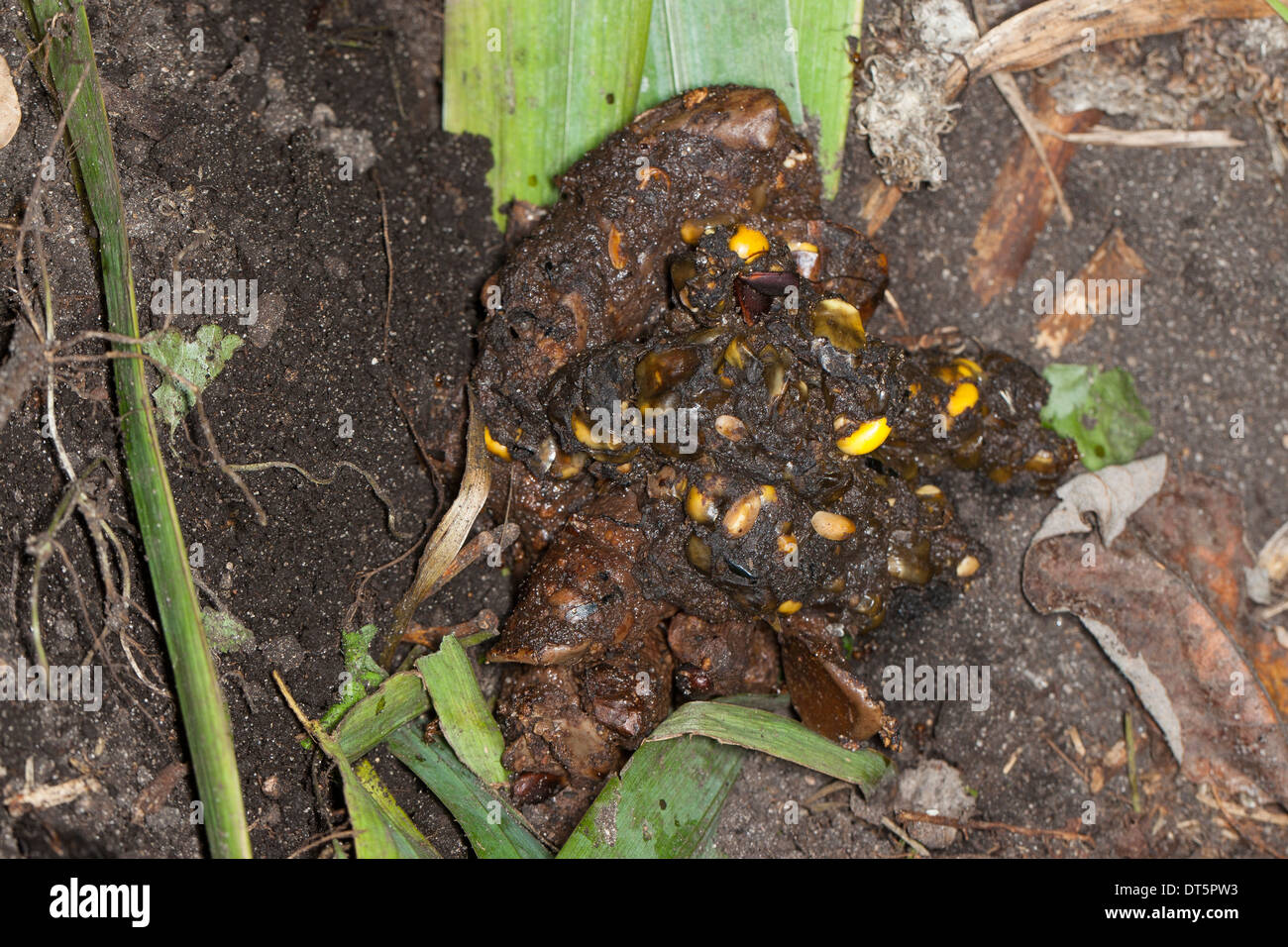 Dachs, Europäischer Dachs, Solucao in Latrine Mit Überresten von Mais, Meles Meles Blaireau Stockfoto