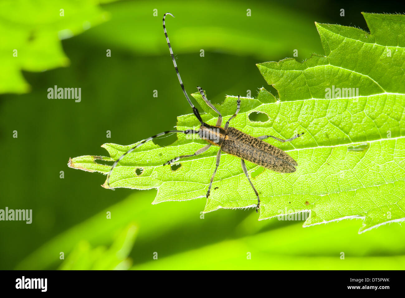 Distel Longhorn beetle, Golden blühte Grey Longhorn, Distelbock, Linienhalsige Halmbock, Agapanthia villosoviridescens Stockfoto