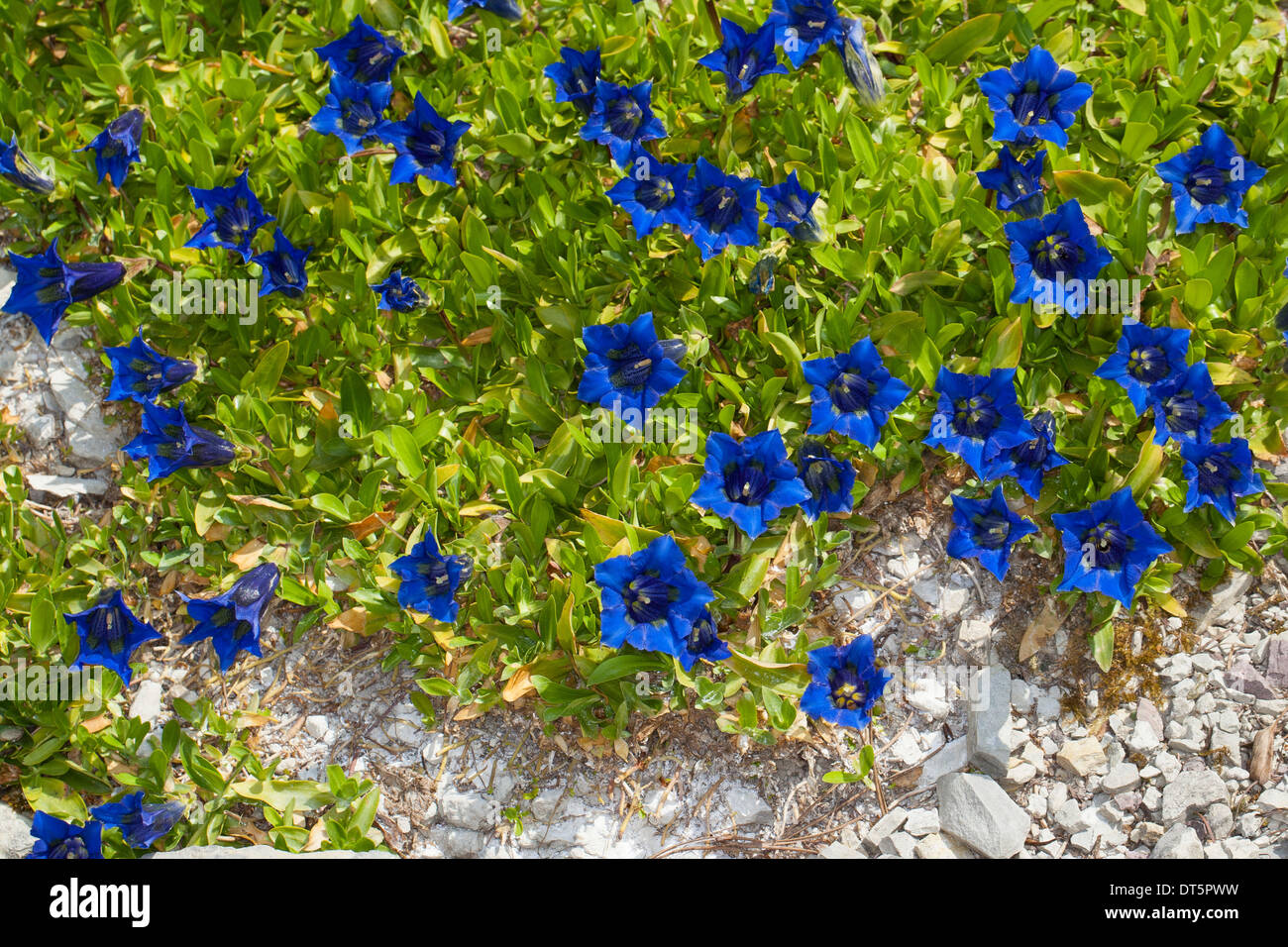 Clusius Enzian, Clusius-Enzian, Kalk-Enzian, Gentiana Clusii Clusius´ Enzian, Stengelloser Enzian, Großblütiger Enzian Stockfoto