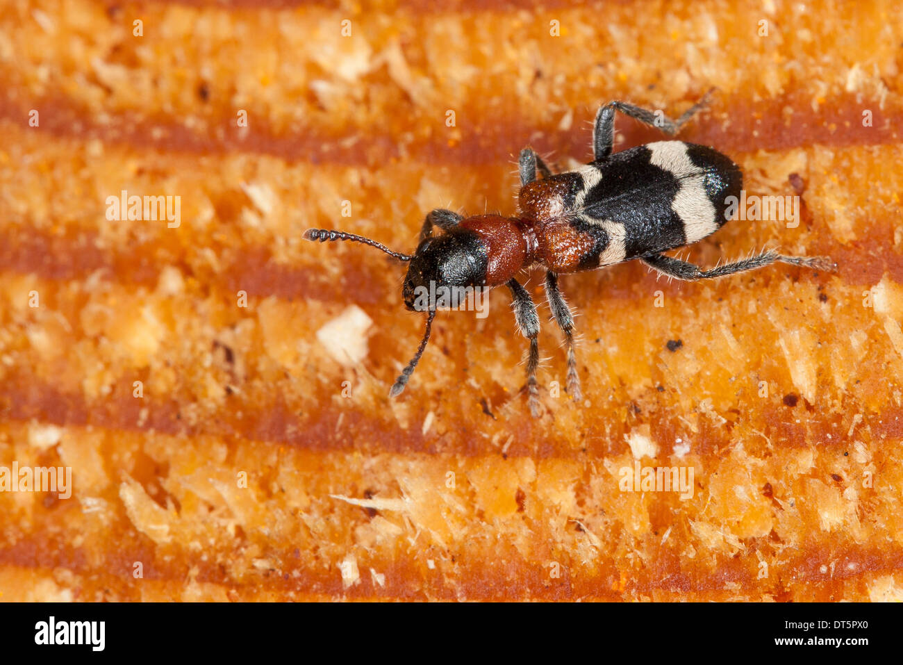 Ameise Käfer, Käfer-Europäische Rotbauch-Clerid, Ameisenbuntkäfer, Ameisenbunt, Ameisenartiger Buntkäfer, Thanasimus formicarius Stockfoto