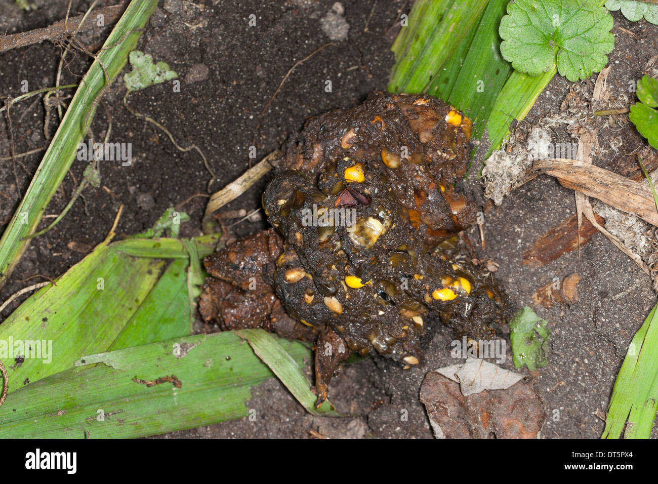 Dachs, Europäischer Dachs, Solucao in Latrine Mit Überresten von Mais, Meles Meles Blaireau Stockfoto