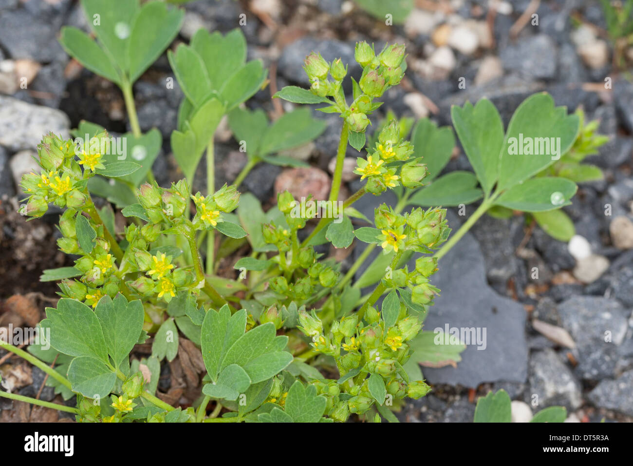 Creeping bestäubt, schleichende Glow Würze, Glowwort, Alpengelbling, Alpen-Gelbling, Alpengelbling Procumbens, Potentilla Sibbaldii Stockfoto