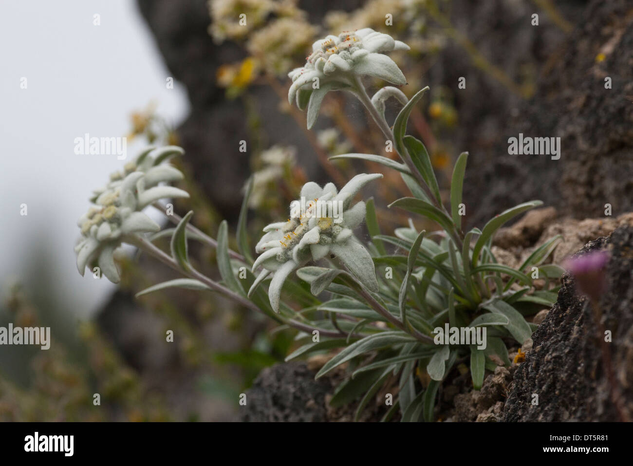 Alpen-Edelweiß, Alpen-Edelweiß, Leontopodium Nivale, Leontopodium ...