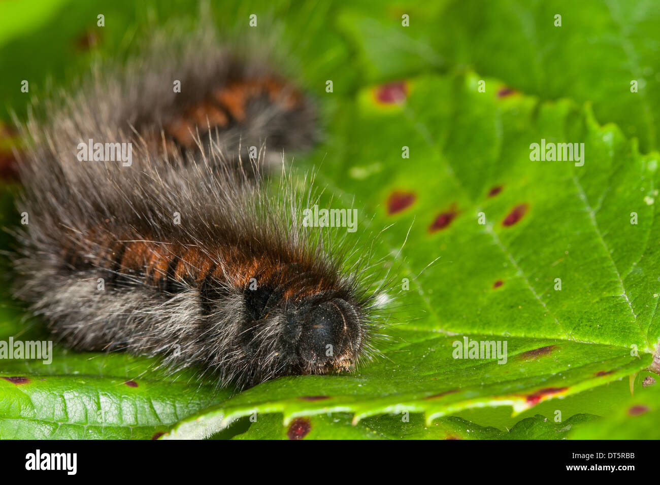 Fox Moth, Caterpillar, Brombeerspinner, Brombeer-Spinner, Raupe, Macrothylacia Rubi, Glucken, Lasiocampidae Stockfoto