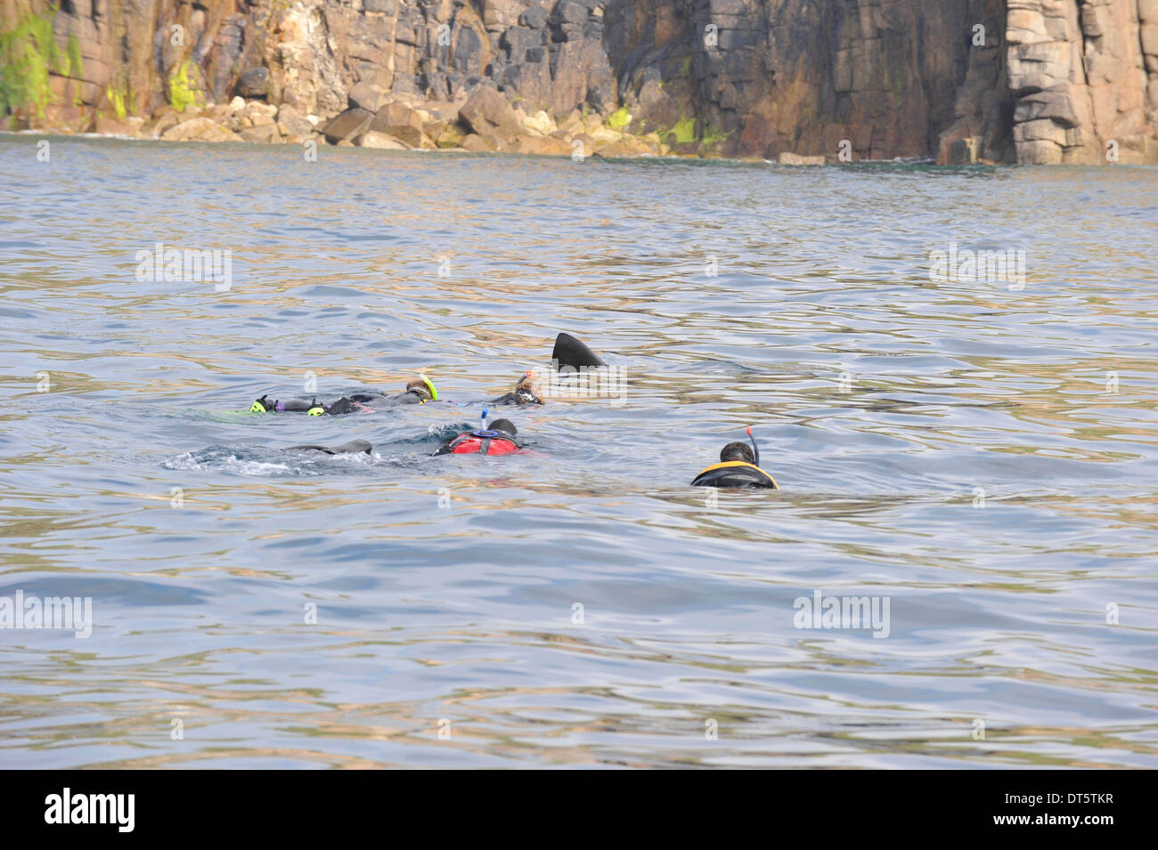 Schwimmen mit Riesenhaie Stockfoto