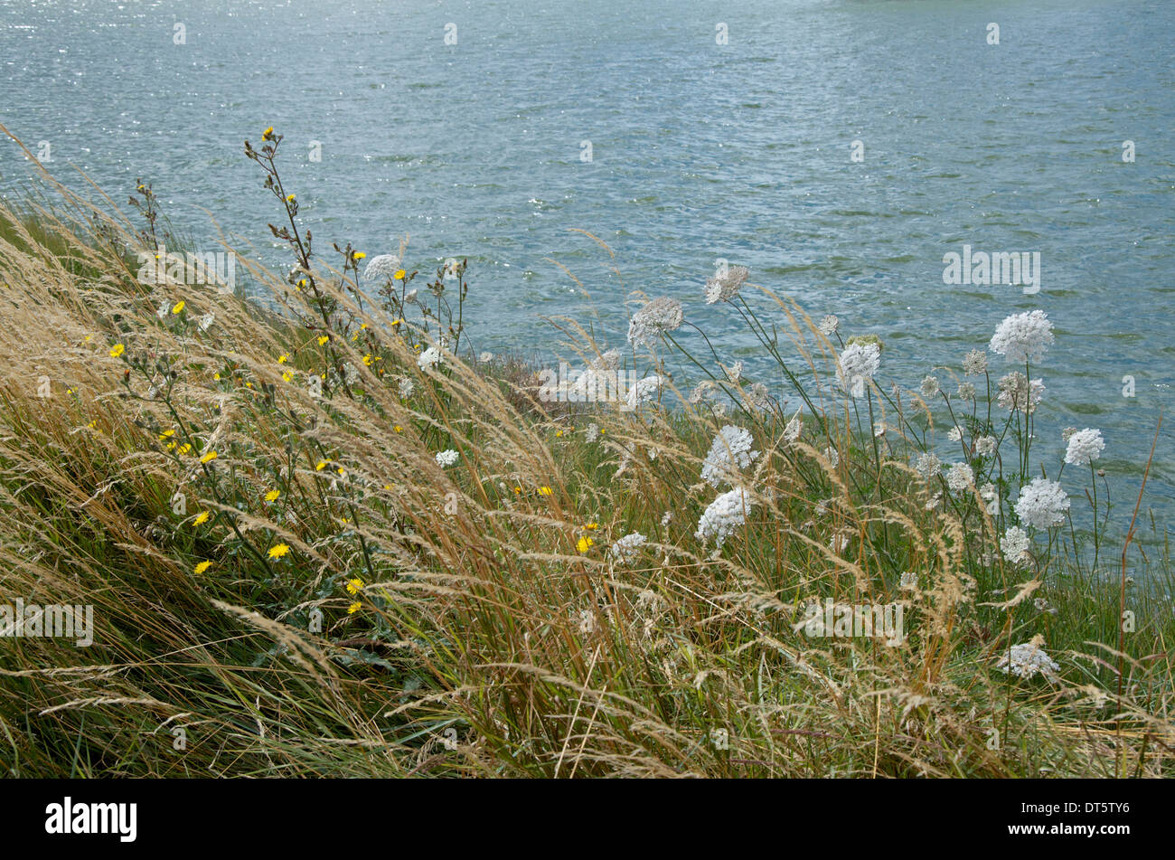 Wild Blumen und lange Gräser wachsen am Rand des Wassers. Stockfoto