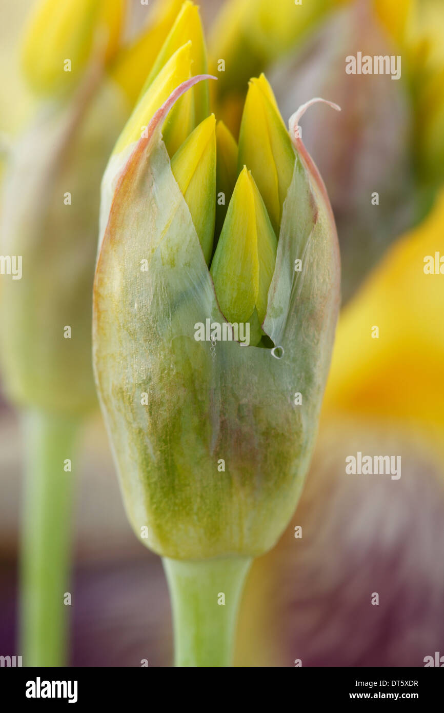 Allium Moly Golden blühende Knoblauch Blume Knospen Juni Stockfoto