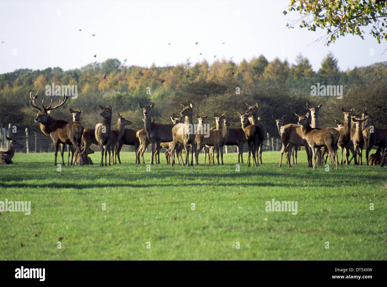 Knebworth House, Hertfordshire, UK 2006: kleine Herde der Rothirsch in der Parkanlage, einschließlich feine antlered Hirsch Stockfoto