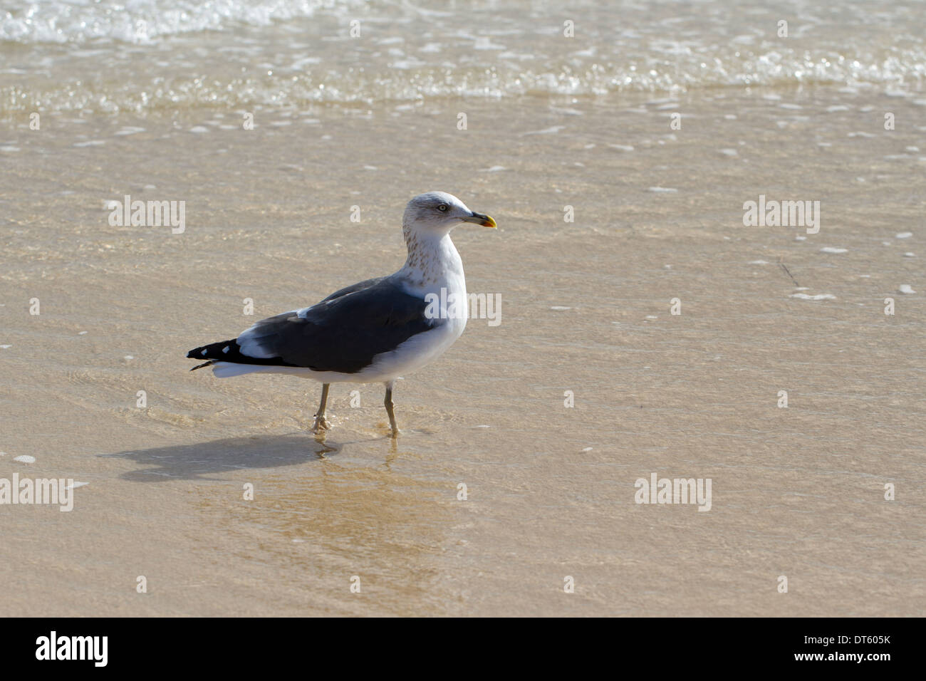 Vogel am Strand Stockfoto