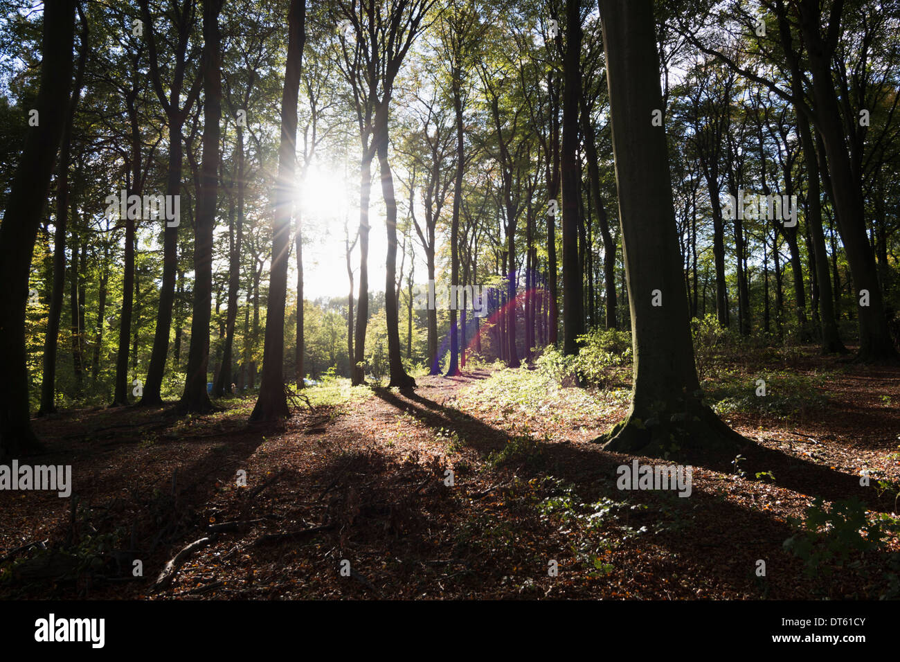 Sonnenlicht und Schatten im herbstlichen Wald Stockfoto