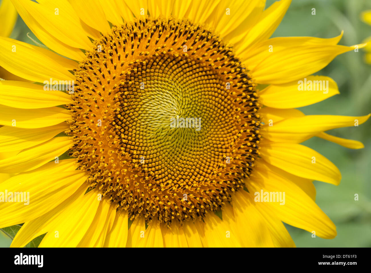die Rückseite der Sonnenblumen im Feld in Nahaufnahme Stockfoto