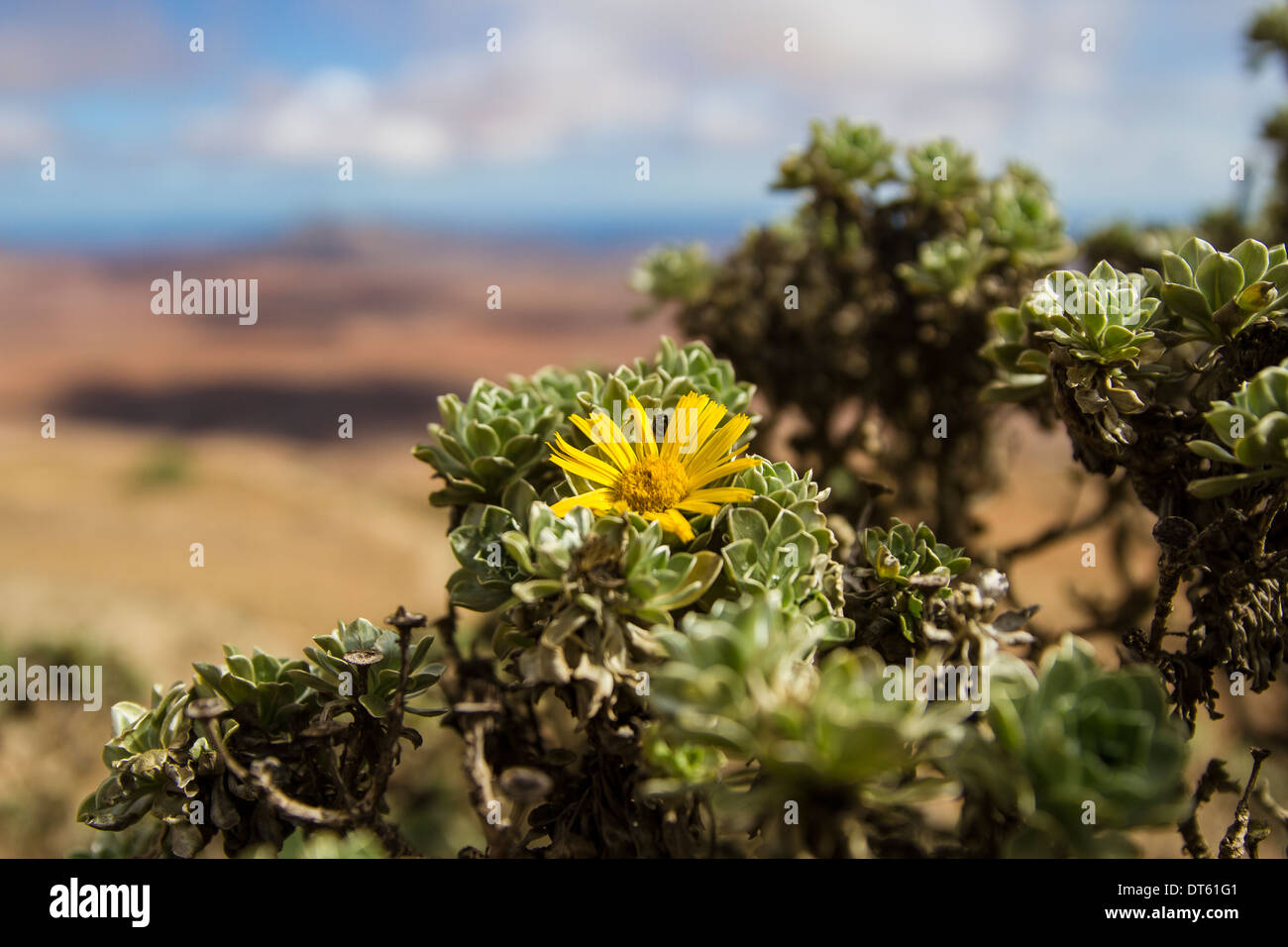 Wüste Gänseblümchen Stockfoto