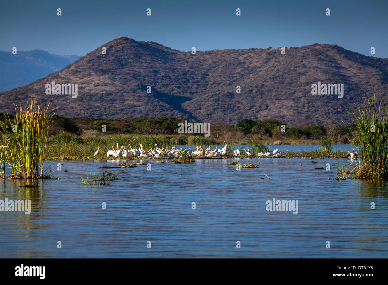 Große weiße Pelikane (Pelecanus Onocrotalus) am Ufer des Lake Chamo, Arba Minch, Äthiopien Stockfoto