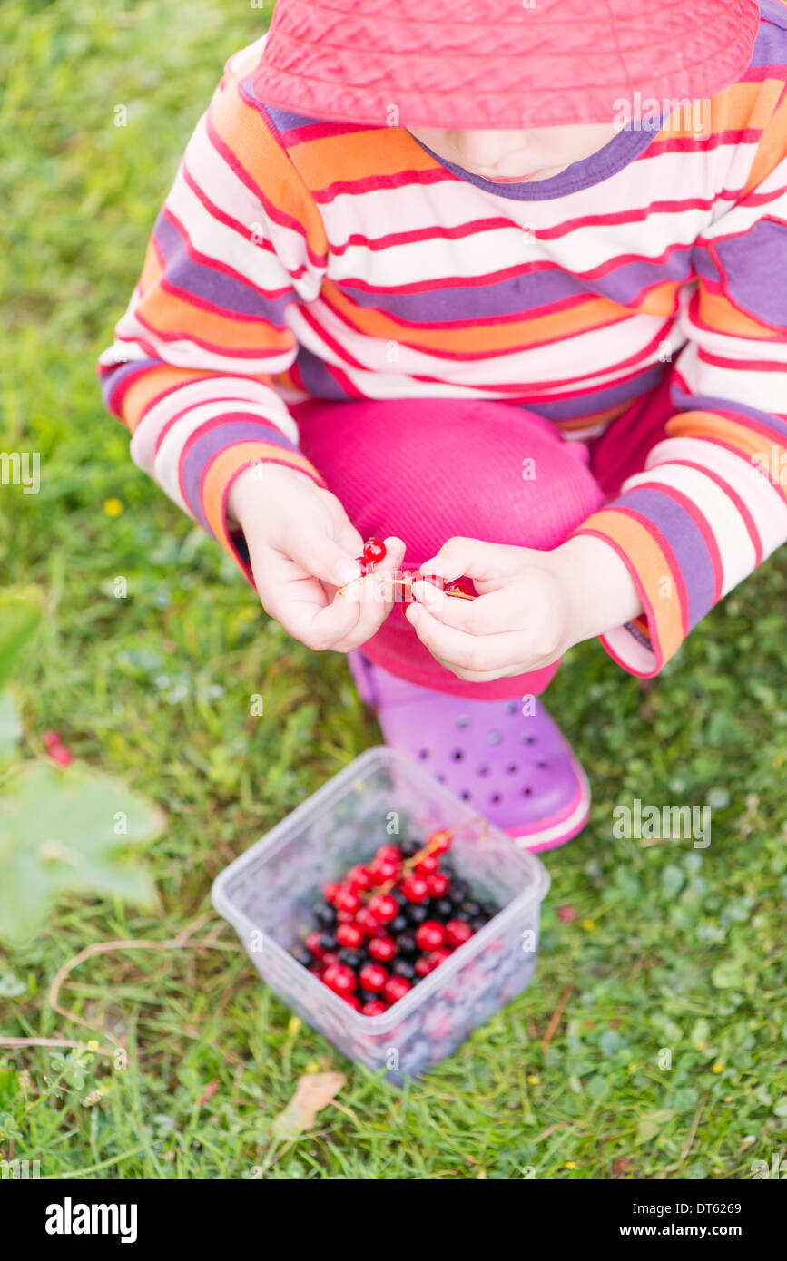 Kleines Mädchen, schwarze und rote Johannisbeeren im Garten pflücken. Stockfoto