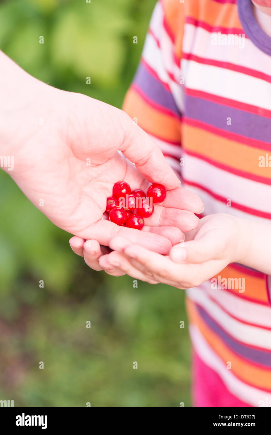 Kleine Mädchen ihre Mutter holen Johannisbeeren im Garten zu helfen. Stockfoto