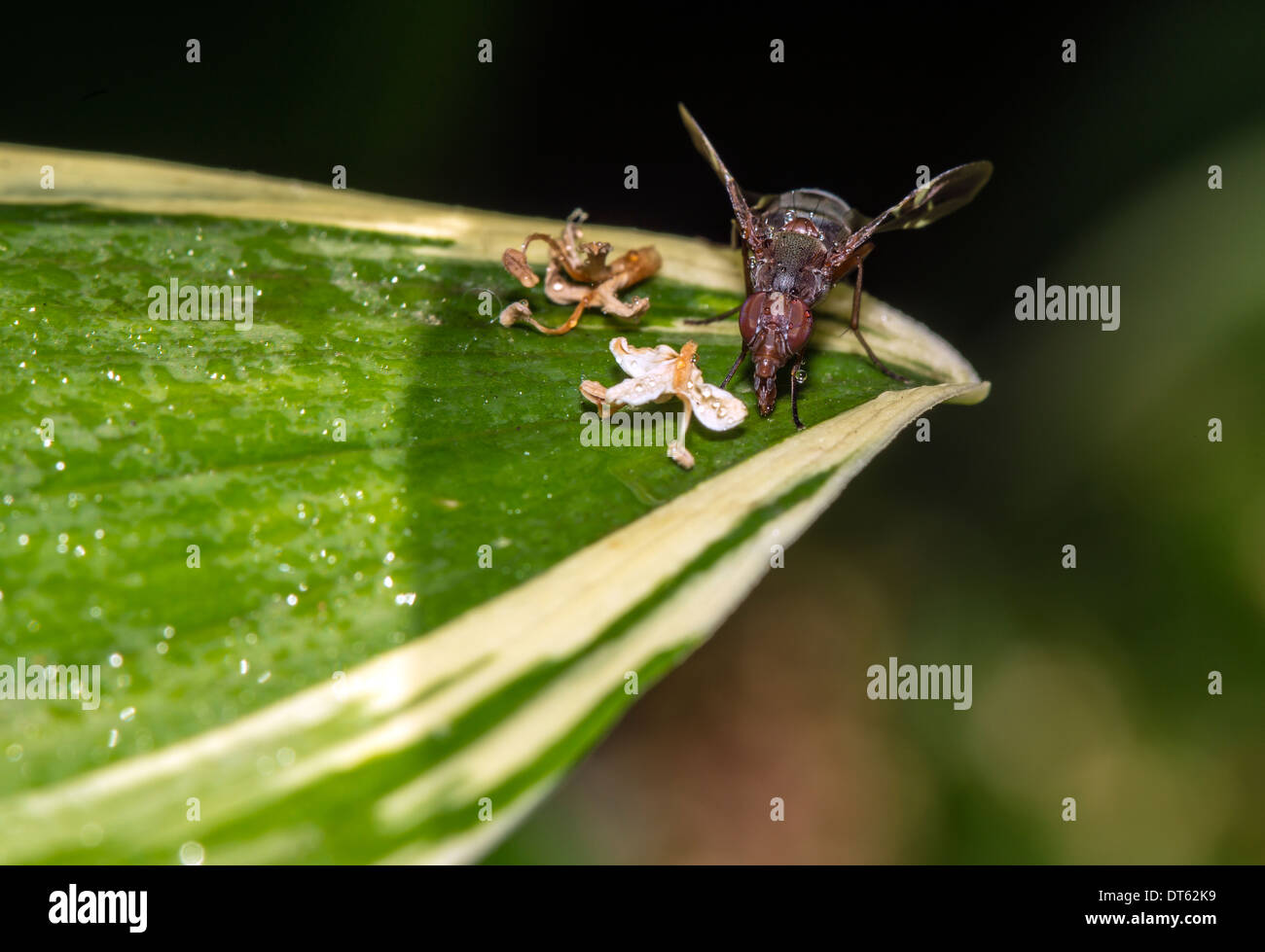 Bombyliidae sind eine Familie der fliegen. Der gemeinsame Name ist Biene fliegen. Erwachsene in der Regel ernähren sich von Nektar und pollen Stockfoto