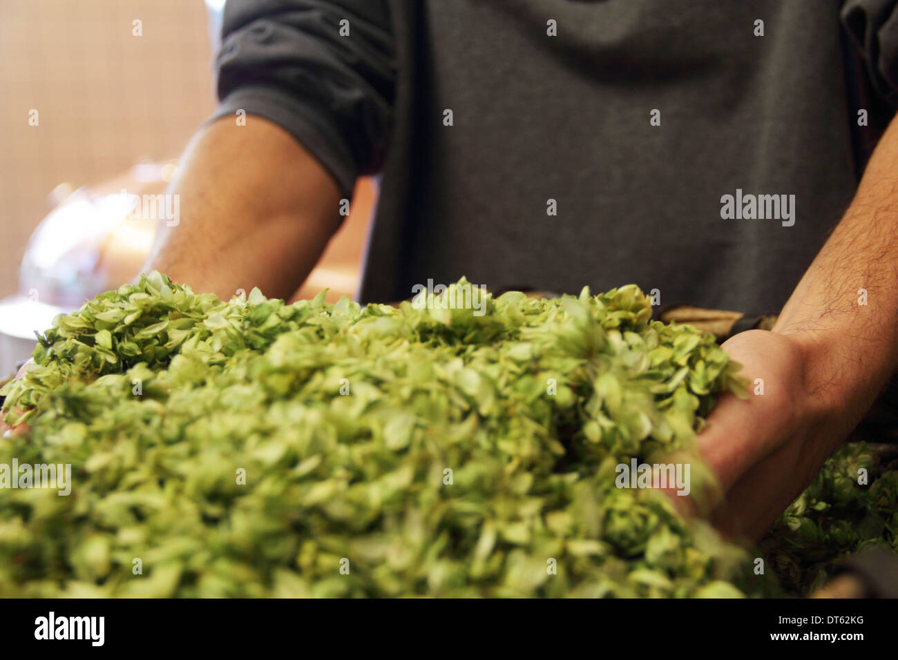 Man Betrieb Hopfen in Brauerei Stockfoto