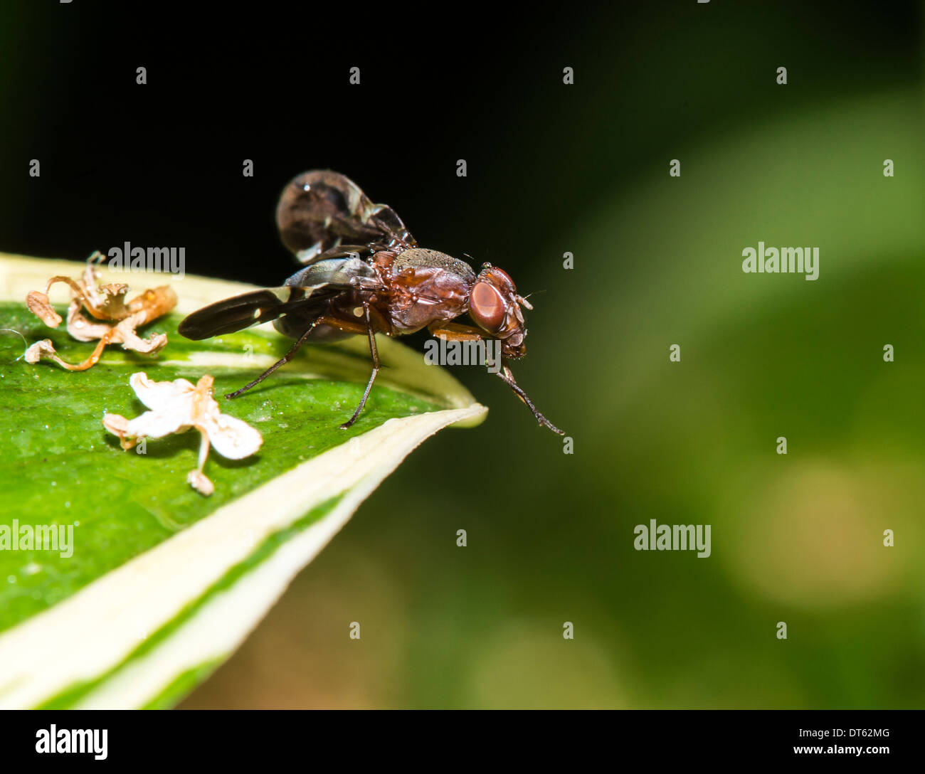 Bombyliidae sind eine Familie der fliegen. Der gemeinsame Name ist Biene fliegen. Erwachsene in der Regel ernähren sich von Nektar und pollen Stockfoto