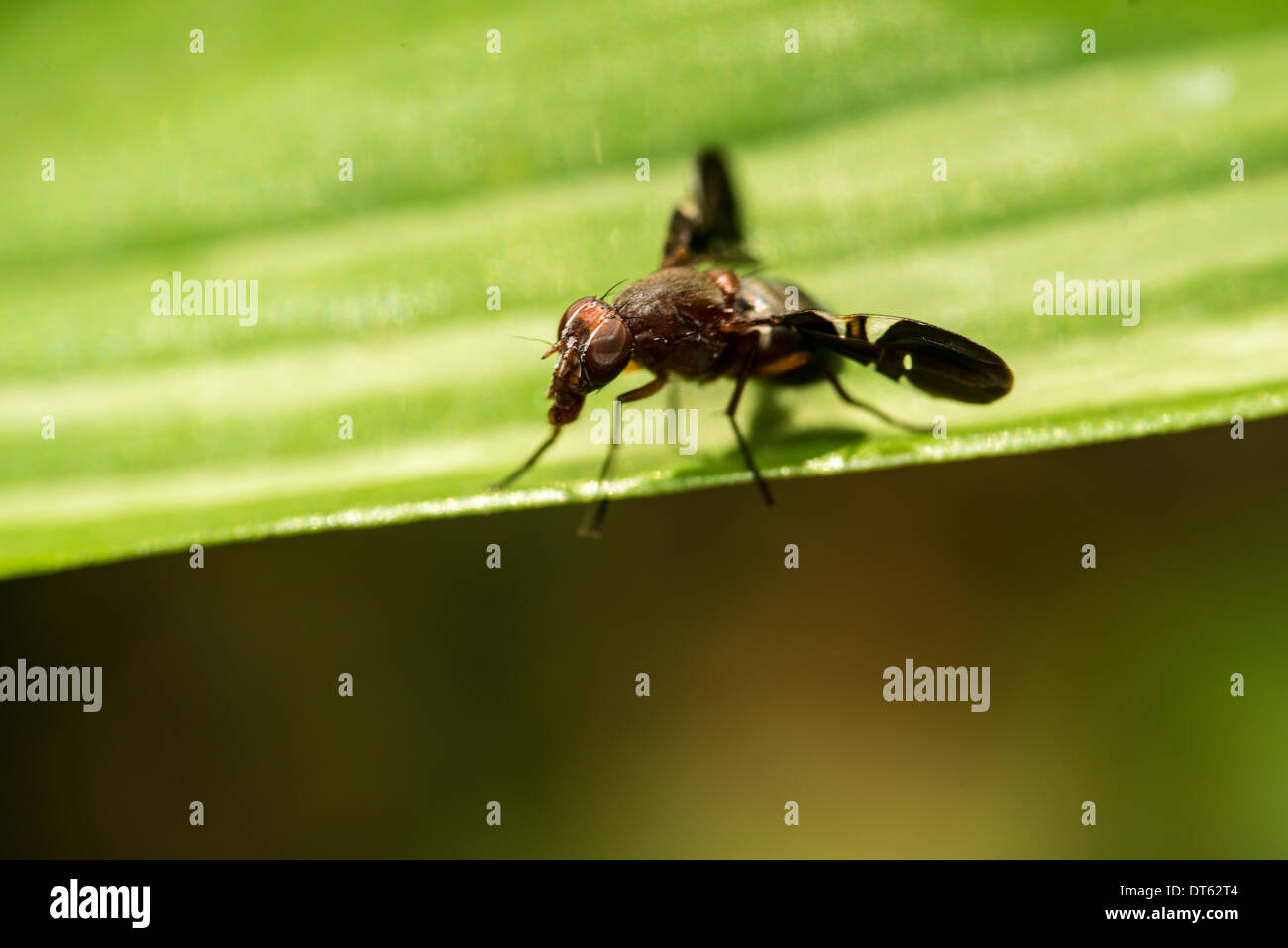Bombyliidae sind eine Familie der fliegen. Der gemeinsame Name ist Biene fliegen. Erwachsene in der Regel ernähren sich von Nektar und pollen Stockfoto