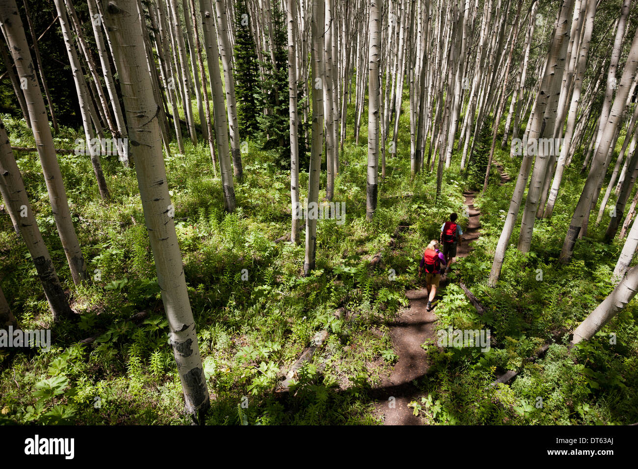 Paar im Wald wandern, trail Beaver Teiche in den West Elk Mountains, Crested Butte, Colorado, USA Stockfoto