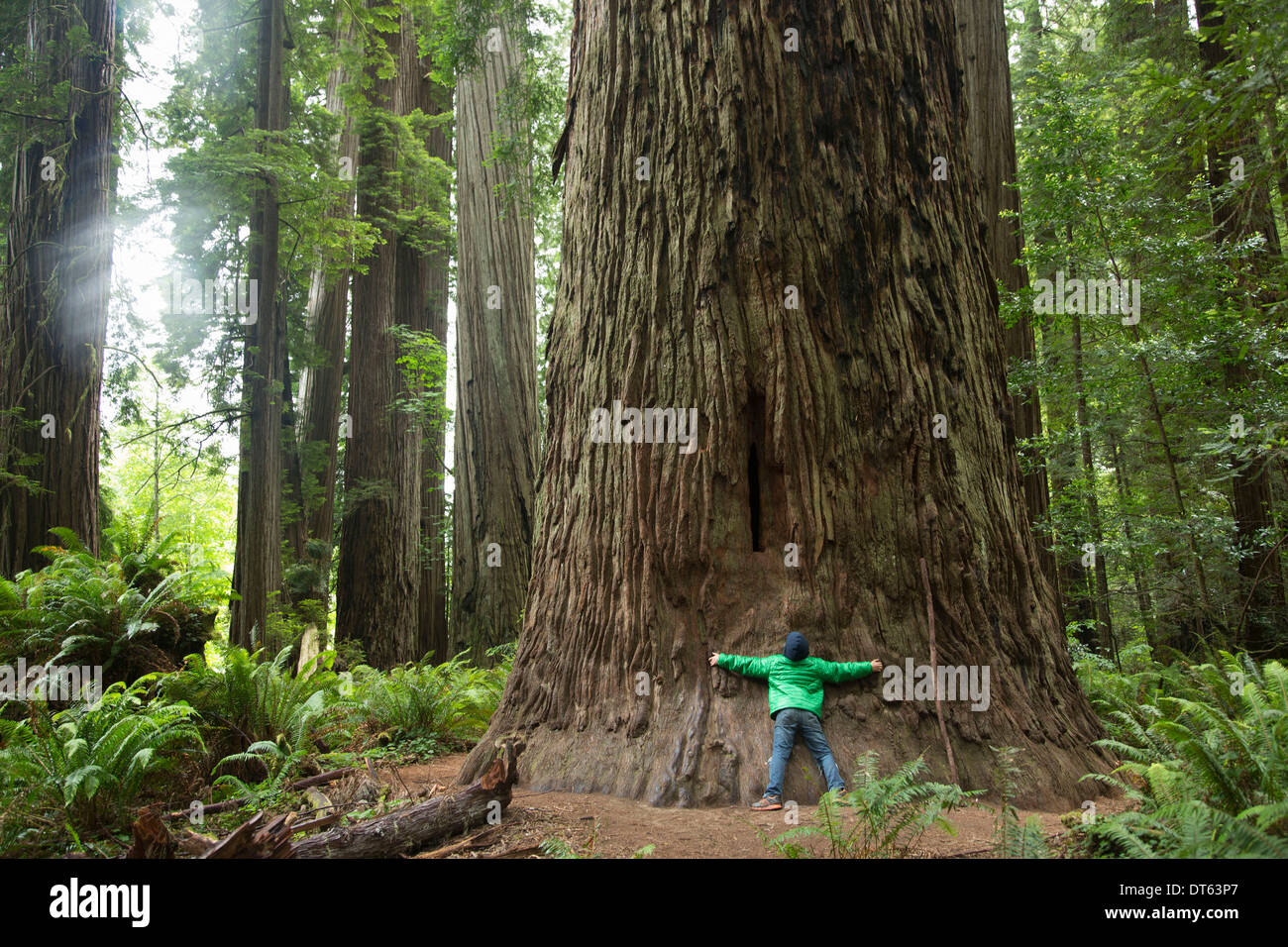 Junge umarmt Baumstamm, Redwoods National Park, Kalifornien, USA Stockfoto