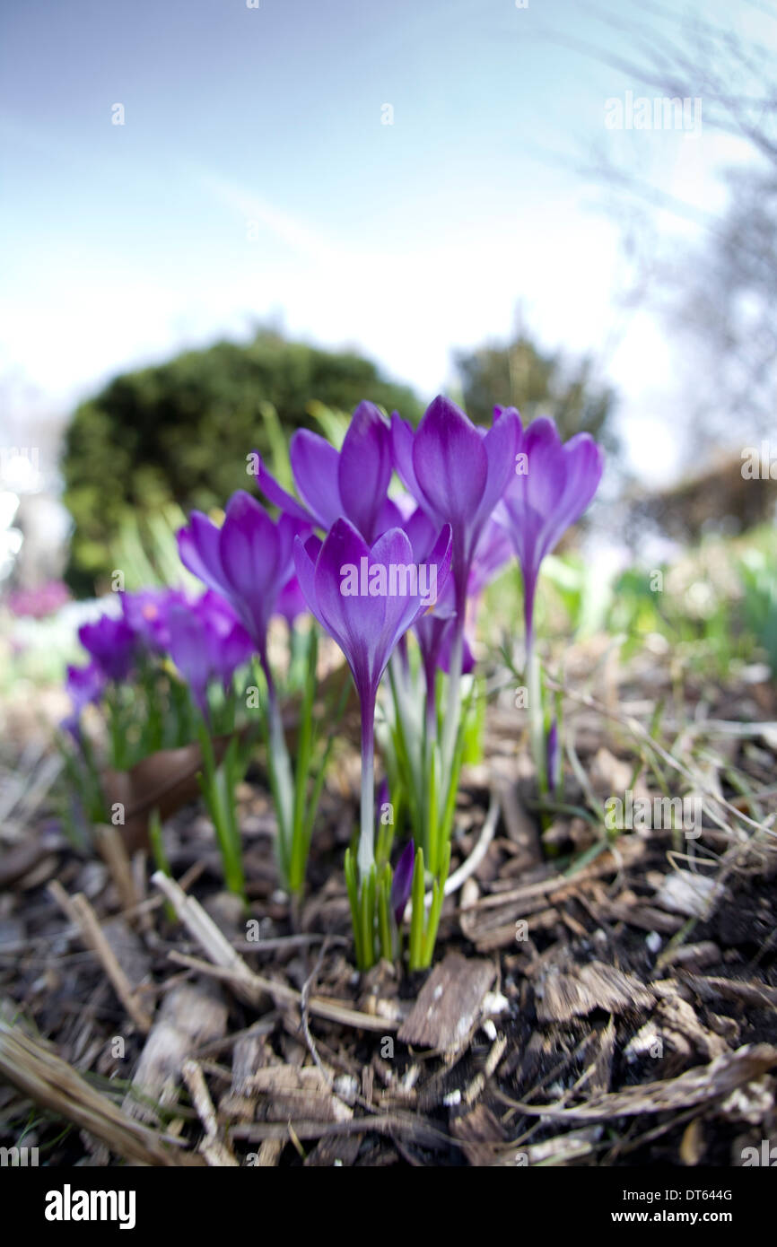 Krokus ist eine Gattung von Blütenpflanzen in der Iris-Familie Stockfoto