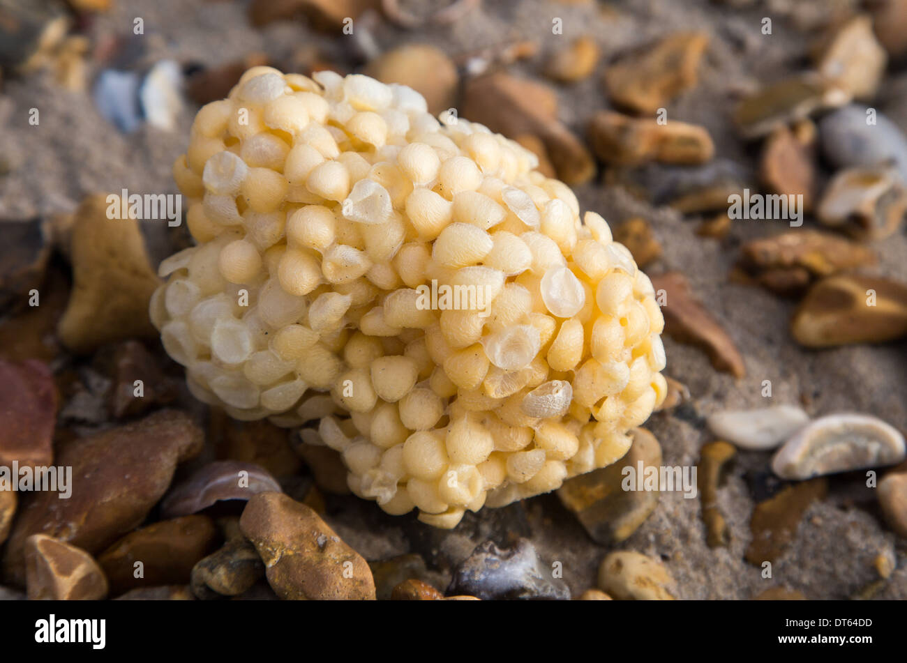 Wellhornschnecke Ei Fall angespült am Strand Winter 2013 Stockfoto