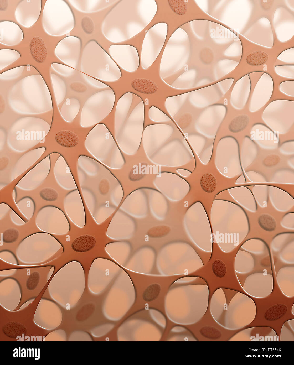 Detaillierte Darstellung des Bindegewebes, Querschnitt, zeigt Zellen und Fasern, alle eingebettet in den Körperflüssigkeiten. Stockfoto