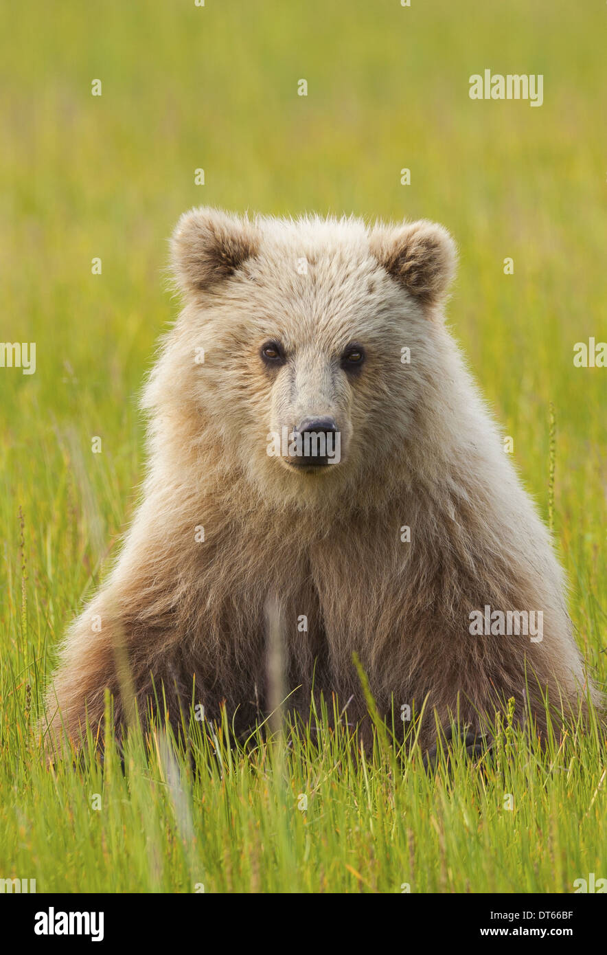 Braunbär, Lake-Clark-Nationalpark, Alaska, USA Stockfoto