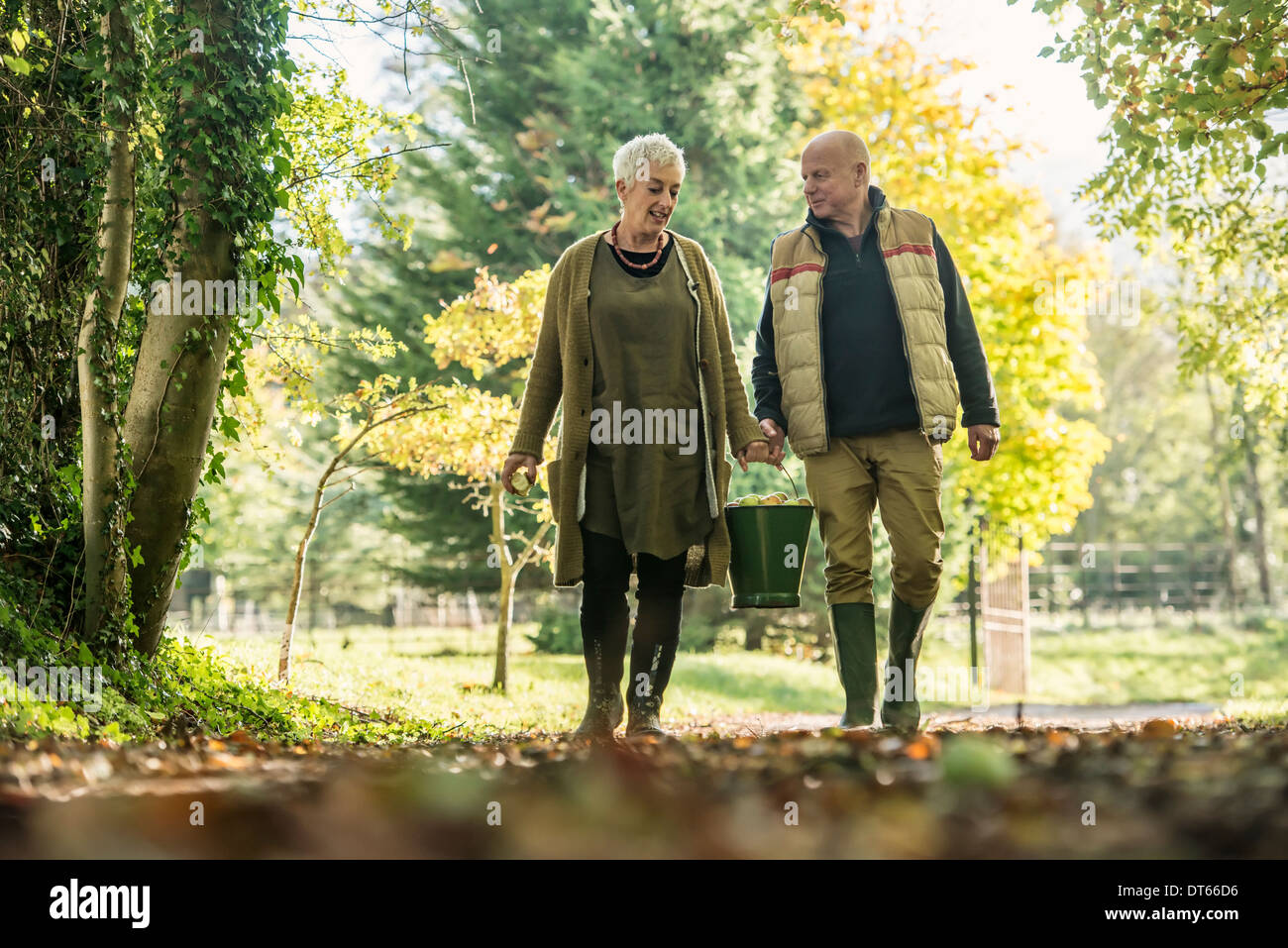 Älteres Paar mit Eimer Äpfel im Obstgarten Stockfoto