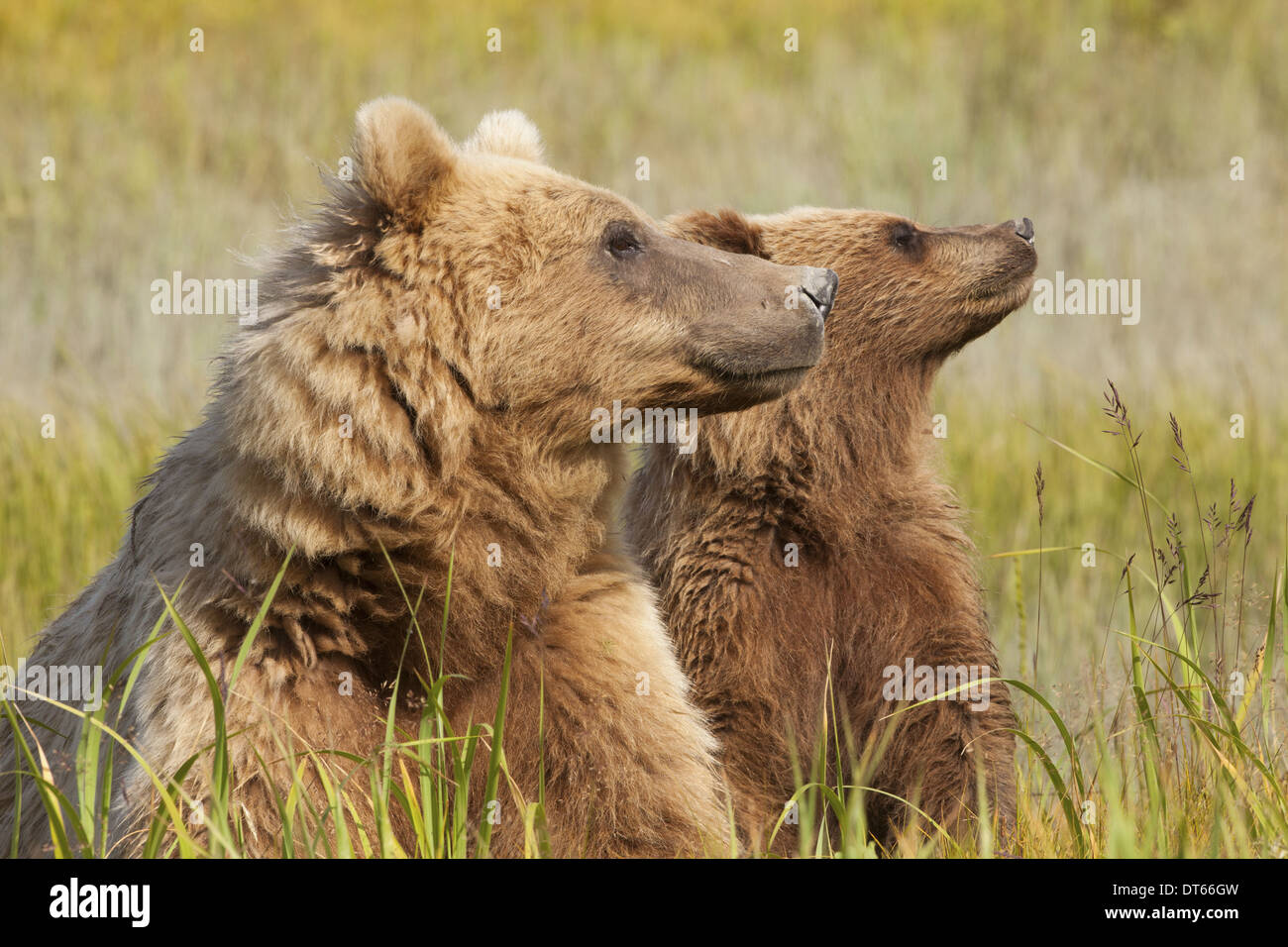 Braunbären, Lake-Clark-Nationalpark, Alaska, USA Stockfoto