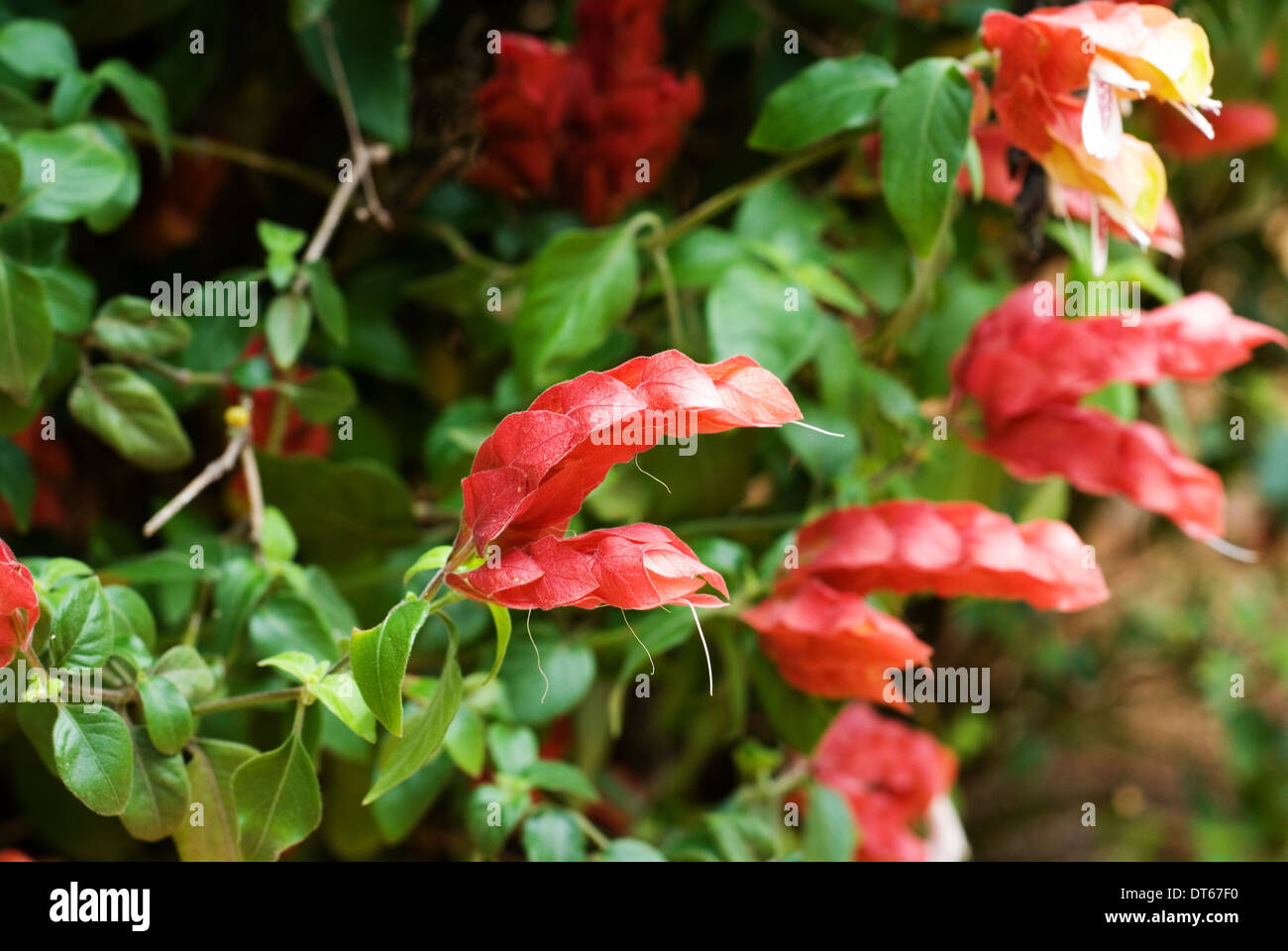 Nahaufnahme einer Garnelen-Pflanze - Justicia Brandegeeana in der Natur. Stockfoto