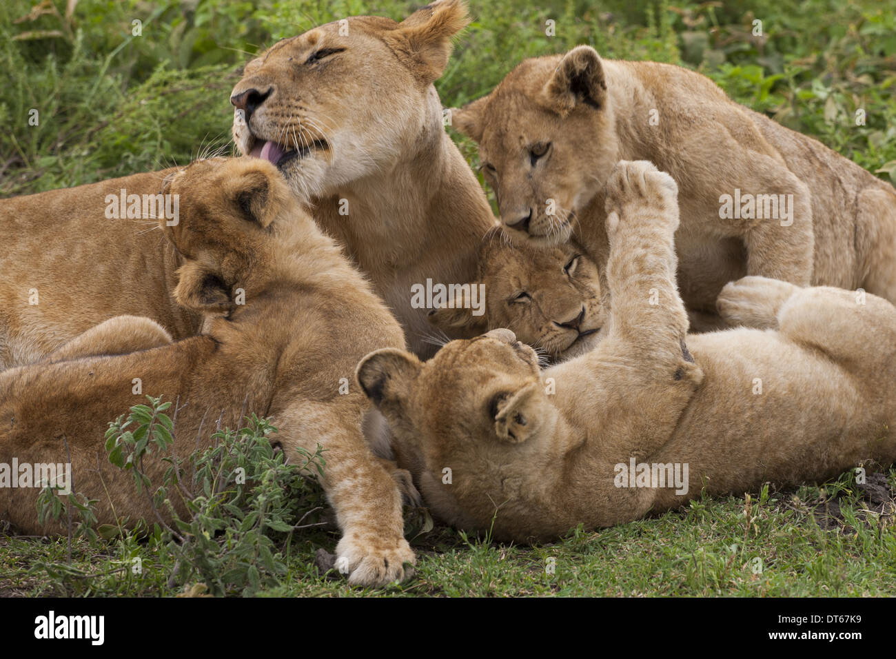 Löwe und Jungen spielen in der Serengeti Nationalpark, Tansania Stockfoto