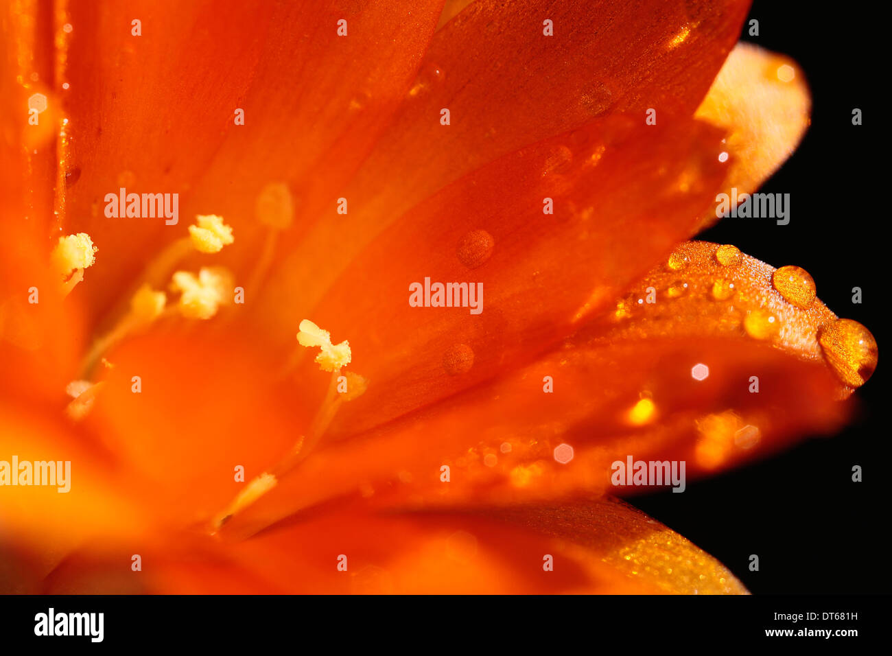 Wald-Lilie, Clivia Miniata, Nahaufnahme Detail von Wassertropfen auf orangefarbenen Blütenblätter. Stockfoto