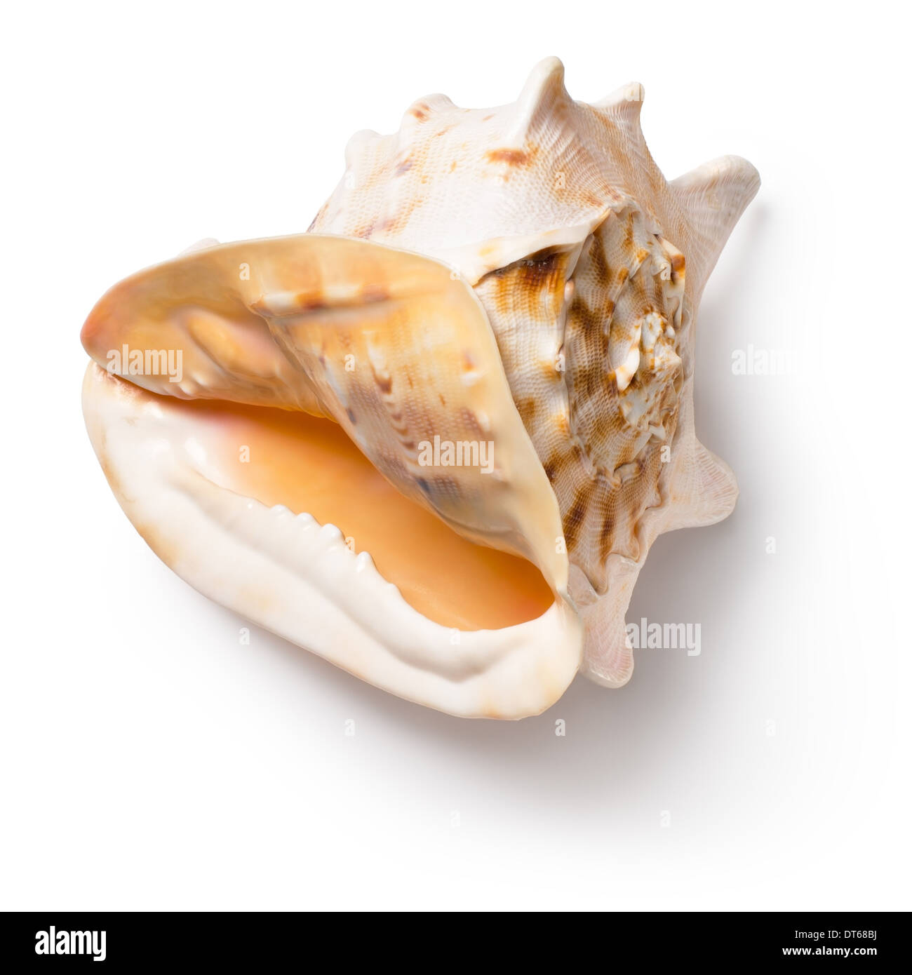 Gehörnter Helm-Schale (Cassis Cornuta) Stockfoto