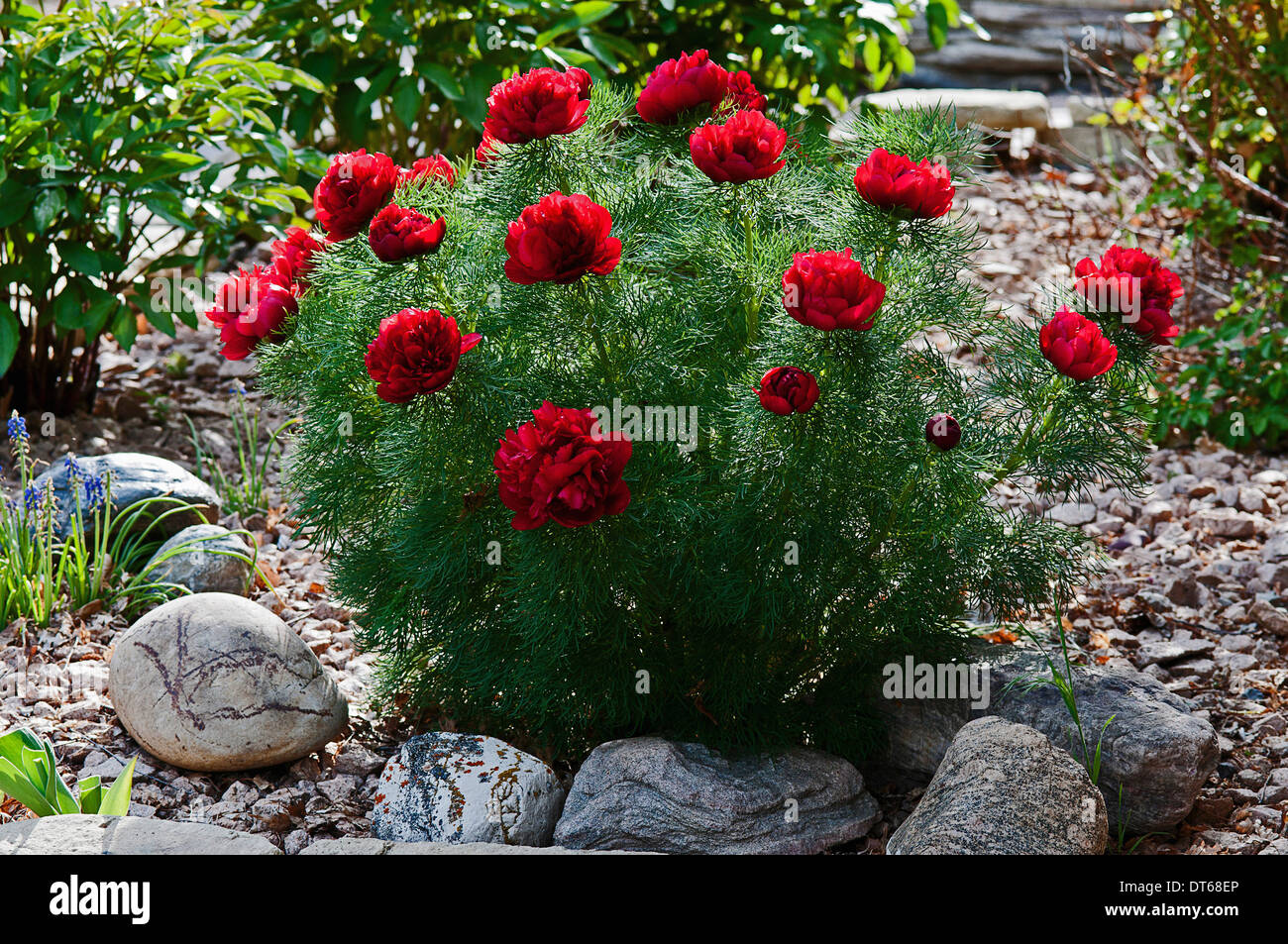 Kanada, Alberta, rote Farn Blatt Pfingstrose, Paeonia Tenuifolia, rote Blumen wachsen im Garten mit Steinen, Kies und Glockenblumen. Stockfoto