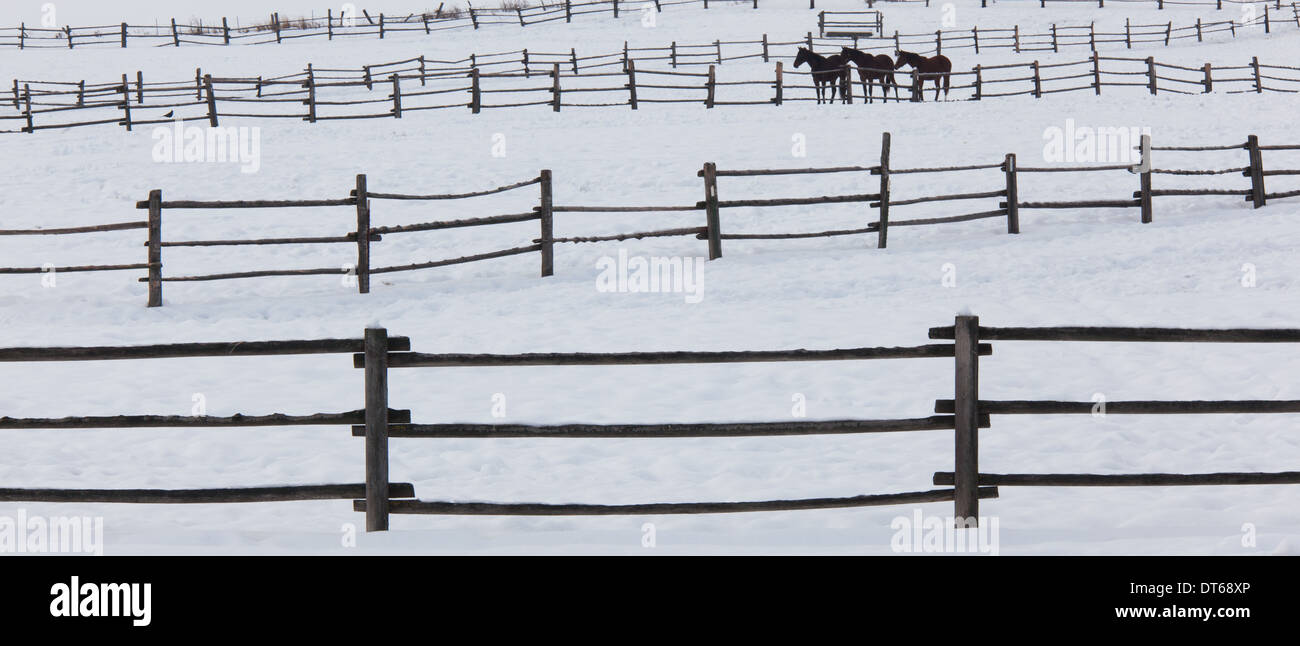 Pferde in Paddocks auf einer Ranch im Schnee am Palouse, Washington, USA Stockfoto