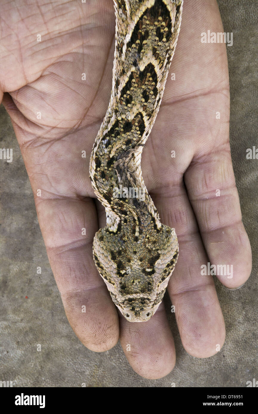 Eine Schlange, Bitis Arietans, einerseits einen Schlangenbeschwörer in Marokko Stockfoto