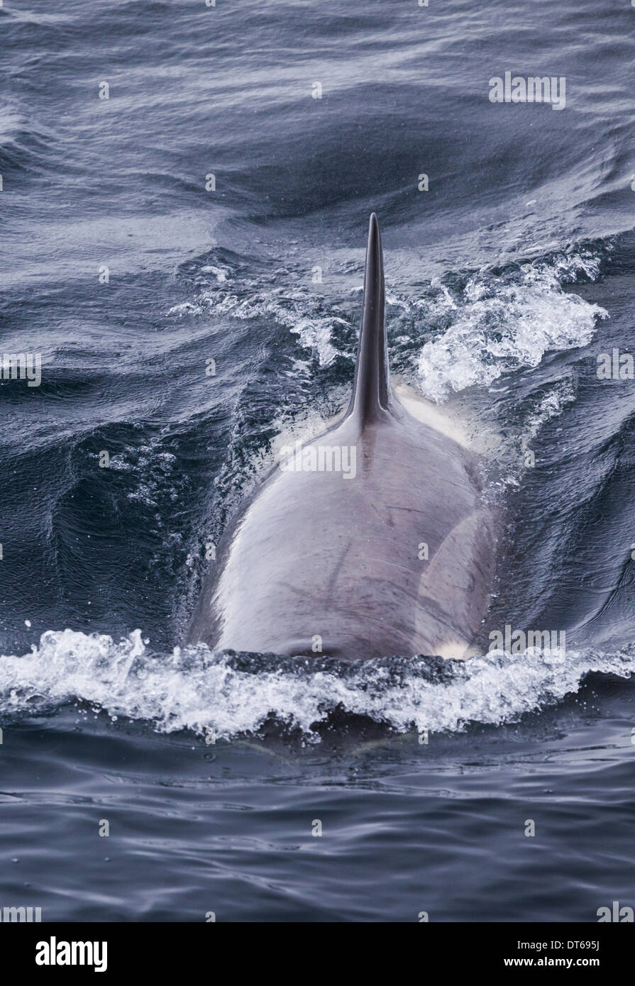 Ein Orca, ein Schwertwal Schwimmen im Meer in der Antarktis. Stockfoto