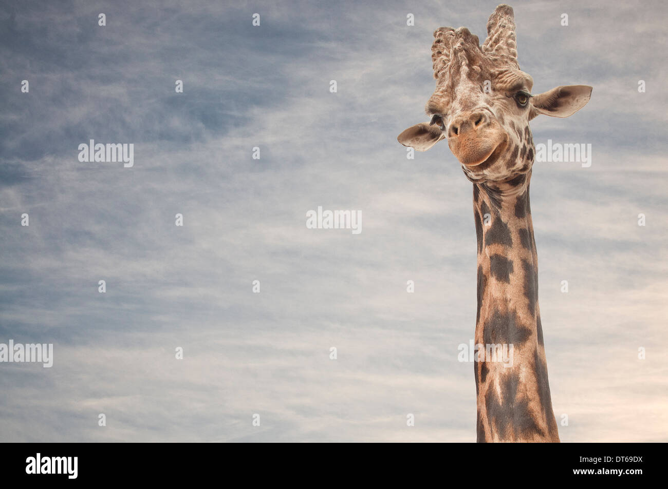 Porträt von Giraffen hautnah Stockfoto