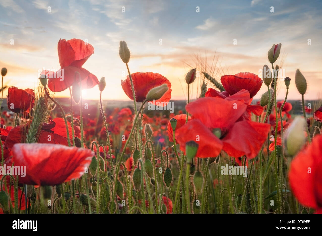 Mohnfeld bei Sonnenuntergang Stockfoto